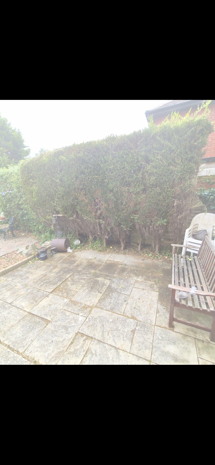 After: Hedge and overgrowth cutting
