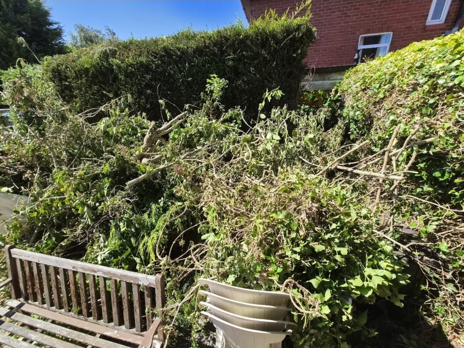 Before: Hedge and overgrowth cutting