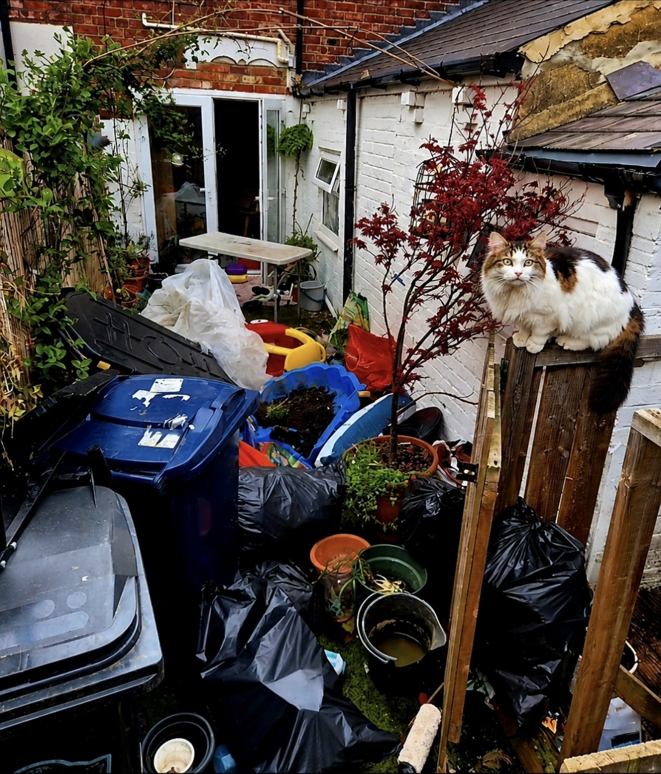 Before: Garden rubbish removal